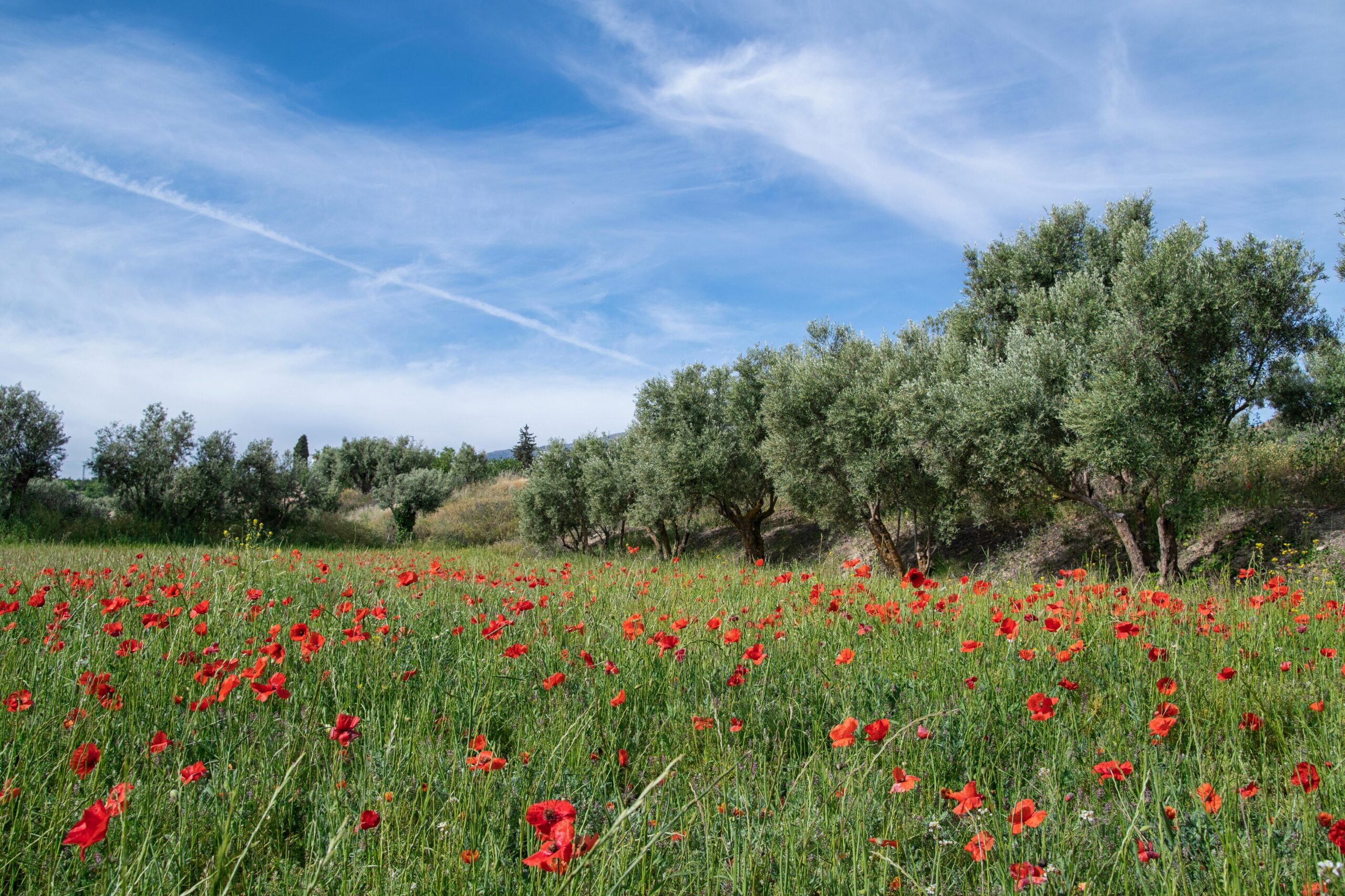 flower field